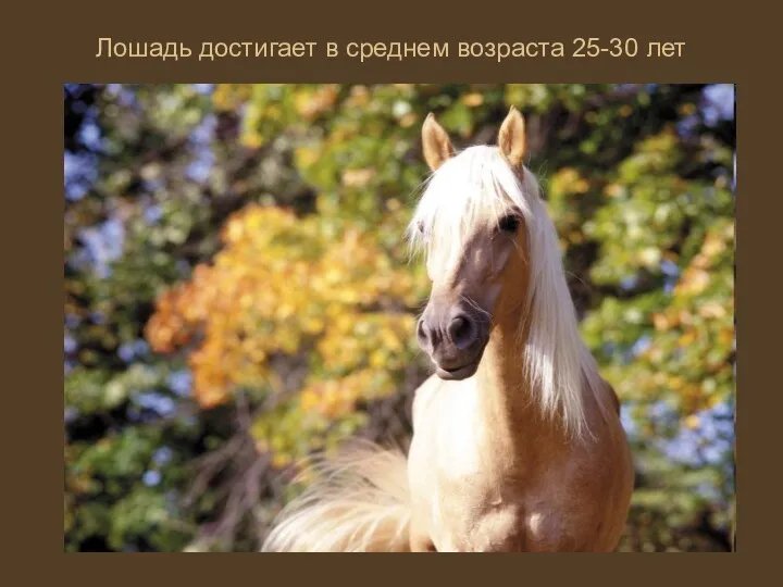 Лошадь достигает в среднем возраста 25-30 лет