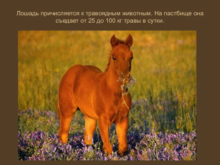 Лошадь причисляется к травоядным животным. На пастбище она съедает от