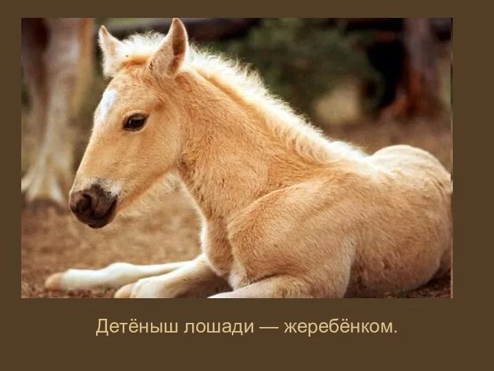 Детёныш лошади — жеребёнком.