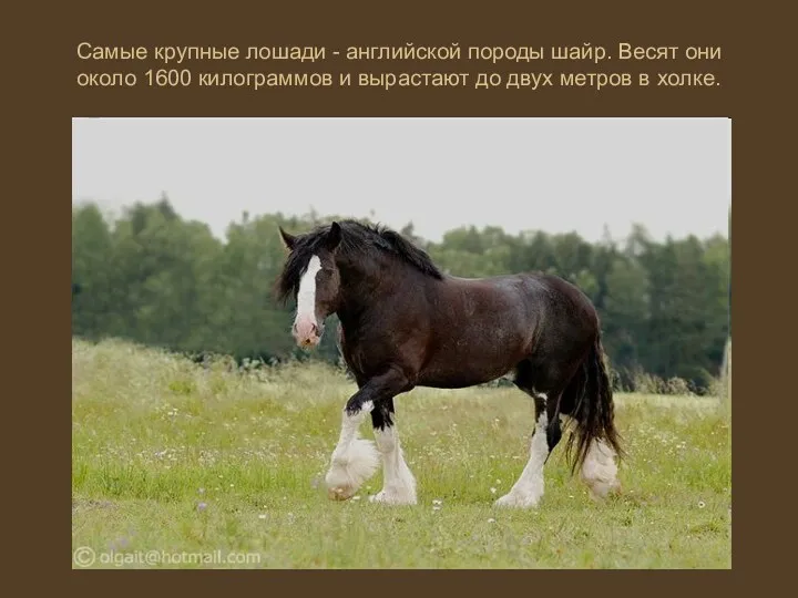 Самые крупные лошади - английской породы шайр. Весят они около 1600 килограммов и