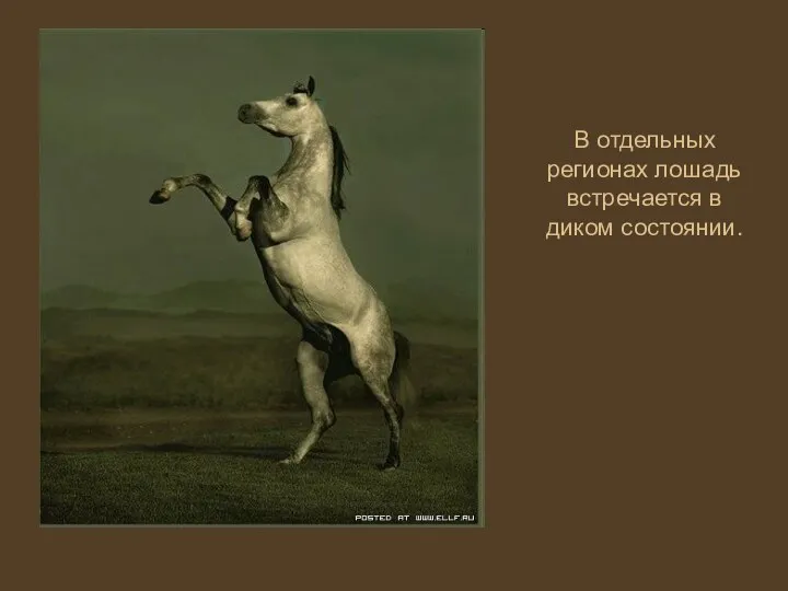 В отдельных регионах лошадь встречается в диком состоянии.