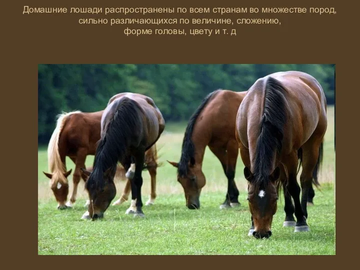 Домашние лошади распространены по всем странам во множестве пород, сильно различающихся по величине,