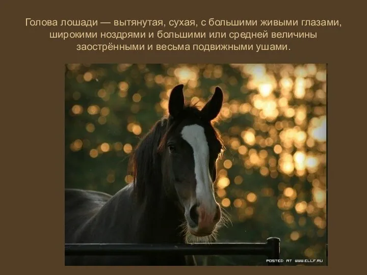 Голова лошади — вытянутая, сухая, с большими живыми глазами, широкими
