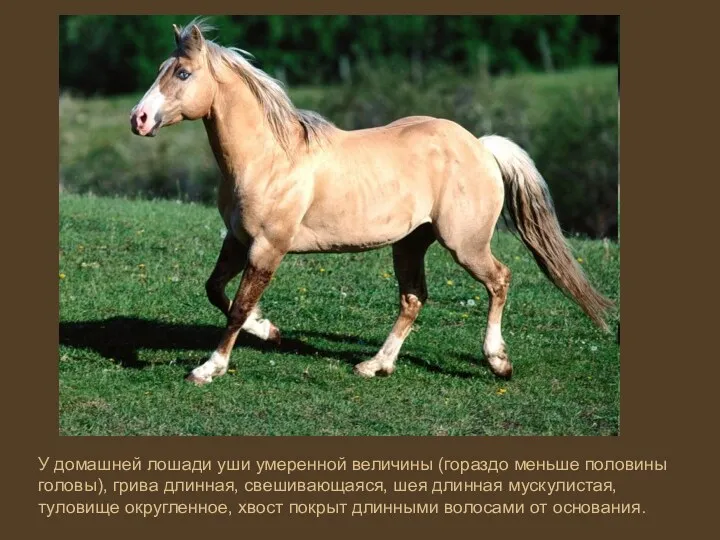 У домашней лошади уши умеренной величины (гораздо меньше половины головы), грива длинная, свешивающаяся,
