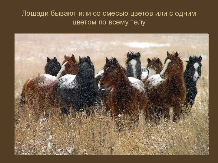 Лошади бывают или со смесью цветов или с одним цветом по всему телу