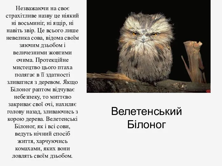 Велетенський Білоног Незважаючи на своє страхітливе назву це ніякий ні