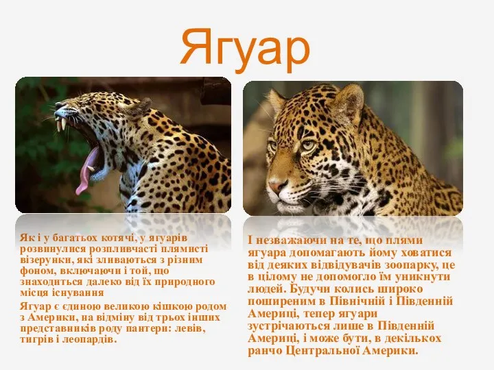 Ягуар Як і у багатьох котячі, у ягуарів розвинулися розпливчасті