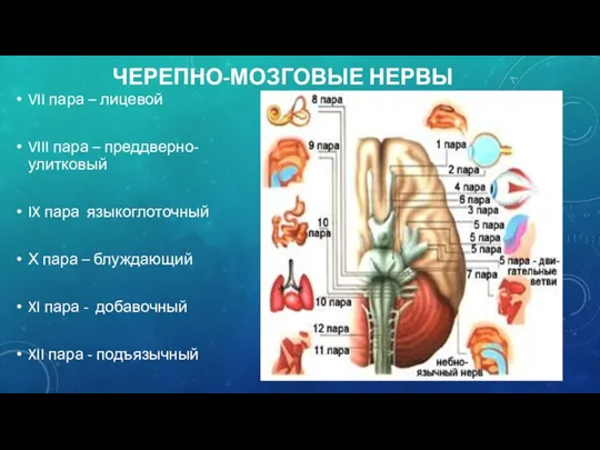 ЧЕРЕПНО-МОЗГОВЫЕ НЕРВЫ VII пара – лицевой VIII пара – преддверно-улитковый