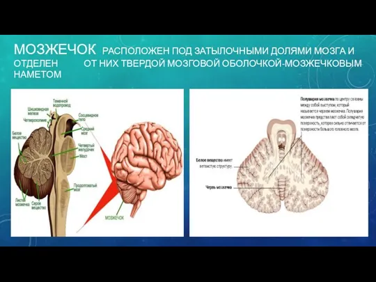 МОЗЖЕЧОК РАСПОЛОЖЕН ПОД ЗАТЫЛОЧНЫМИ ДОЛЯМИ МОЗГА И ОТДЕЛЕН ОТ НИХ ТВЕРДОЙ МОЗГОВОЙ ОБОЛОЧКОЙ-МОЗЖЕЧКОВЫМ НАМЕТОМ