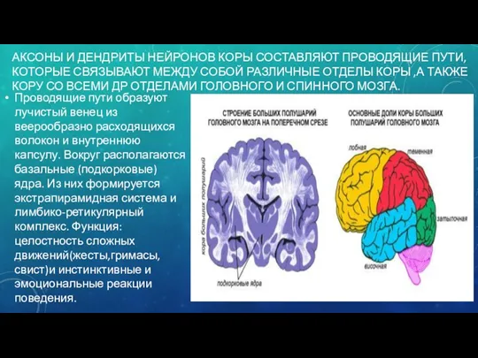 АКСОНЫ И ДЕНДРИТЫ НЕЙРОНОВ КОРЫ СОСТАВЛЯЮТ ПРОВОДЯЩИЕ ПУТИ, КОТОРЫЕ СВЯЗЫВАЮТ