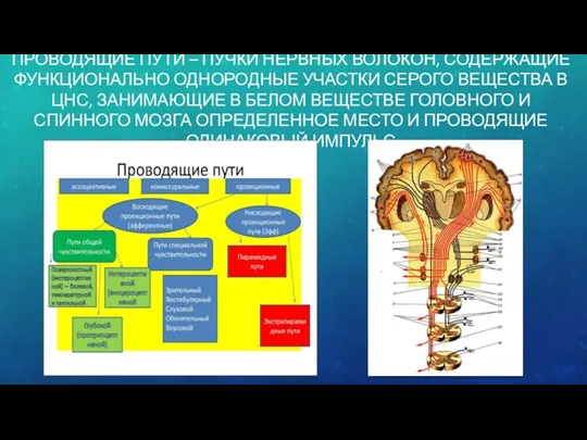 ПРОВОДЯЩИЕ ПУТИ – ПУЧКИ НЕРВНЫХ ВОЛОКОН, СОДЕРЖАЩИЕ ФУНКЦИОНАЛЬНО ОДНОРОДНЫЕ УЧАСТКИ