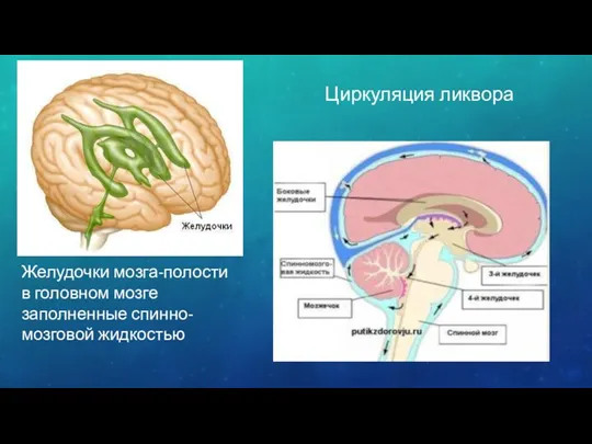 Желудочки мозга-полости в головном мозге заполненные спинно-мозговой жидкостью Циркуляция ликвора