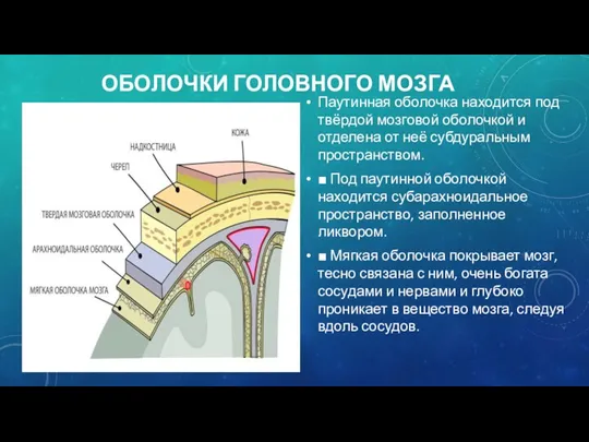 ОБОЛОЧКИ ГОЛОВНОГО МОЗГА Паутинная оболочка находится под твёрдой мозговой оболочкой