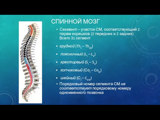 СПИННОЙ МОЗГ Сегмент – участок СМ, соответствующий 2 парам корешков