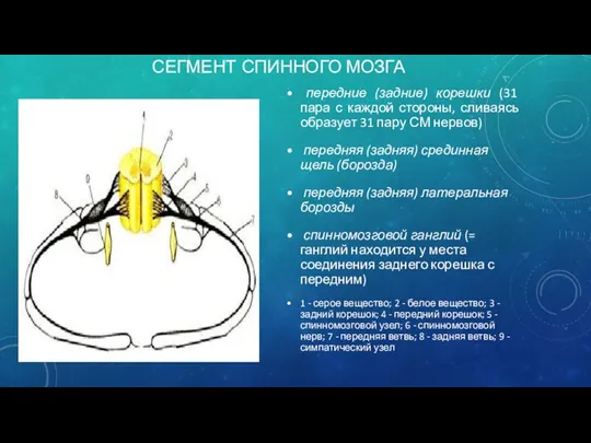 СЕГМЕНТ СПИННОГО МОЗГА передние (задние) корешки (31 пара с каждой