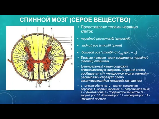 СПИННОЙ МОЗГ (СЕРОЕ ВЕЩЕСТВО) Представлено телами нервных клеток передний рог