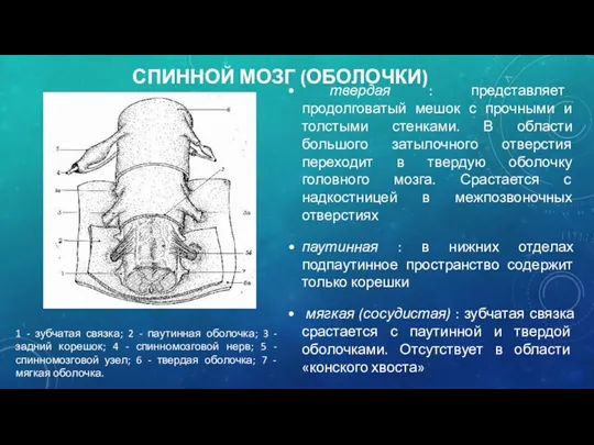 СПИННОЙ МОЗГ (ОБОЛОЧКИ) твердая : представляет продолговатый мешок с прочными