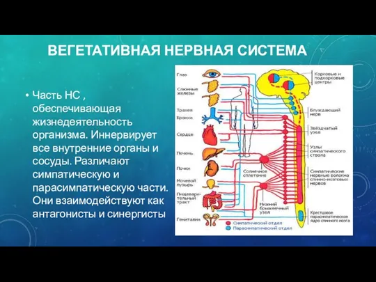 ВЕГЕТАТИВНАЯ НЕРВНАЯ СИСТЕМА Часть НС ,обеспечивающая жизнедеятельность организма. Иннервирует все