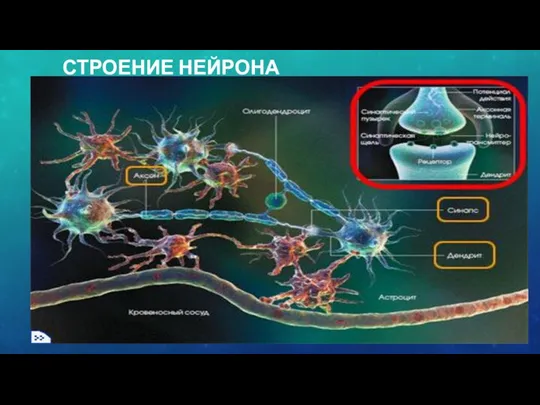 СТРОЕНИЕ НЕЙРОНА