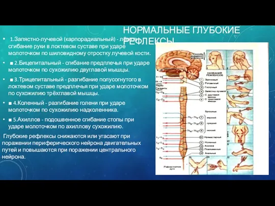 НОРМАЛЬНЫЕ ГЛУБОКИЕ РЕФЛЕКСЫ 1.Запястно-лучевой (карпорадиальный) - лёгкое сгибание руки в