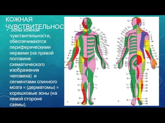 КОЖНАЯ ЧУВСТВИТЕЛЬНОСТЬ Зоны кожной чувствительности, обеспечиваются периферическими нервами (на правой