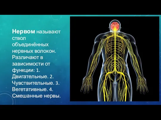 Нервом называют ствол объединённых нервных волокон. Различают в зависимости от функции: 1.Двигательные. 2.Чувствительные. 3.Вегетативные. 4.Смешанные нервы.