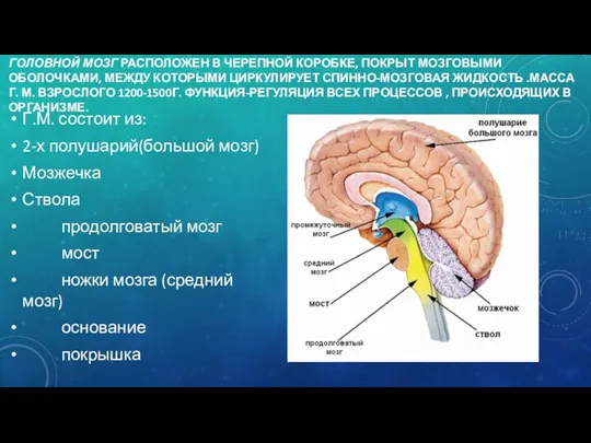 ГОЛОВНОЙ МОЗГ РАСПОЛОЖЕН В ЧЕРЕПНОЙ КОРОБКЕ, ПОКРЫТ МОЗГОВЫМИ ОБОЛОЧКАМИ, МЕЖДУ