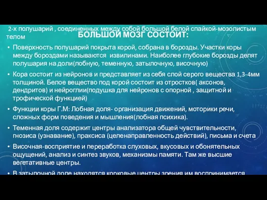 БОЛЬШОЙ МОЗГ СОСТОИТ: 2-х полушарий , соединенных между собой большой