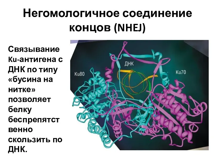 Негомологичное соединение концов (NHEJ) Связывание Ku-антигена с ДНК по типу