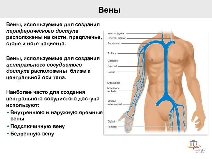 Вены Вены, используемые для создания периферического доступа расположены на кисти,