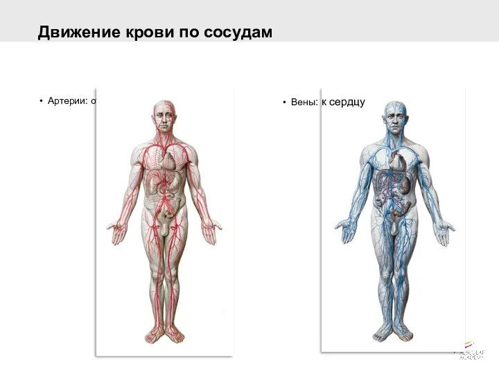 Движение крови по сосудам Артерии: от сердца Вены: к сердцу