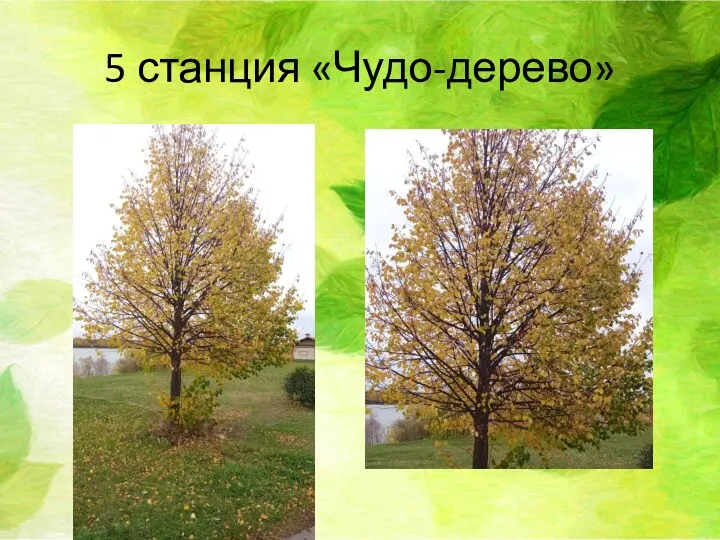 5 станция «Чудо-дерево»