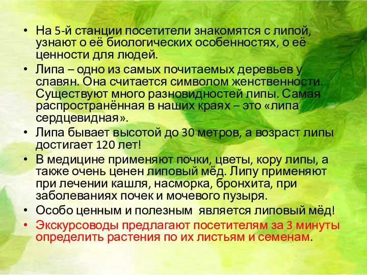 На 5-й станции посетители знакомятся с липой, узнают о её