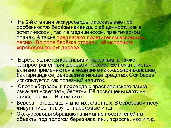 На 2-й станции экскурсоводы рассказывают об особенностях берёзы как вида,