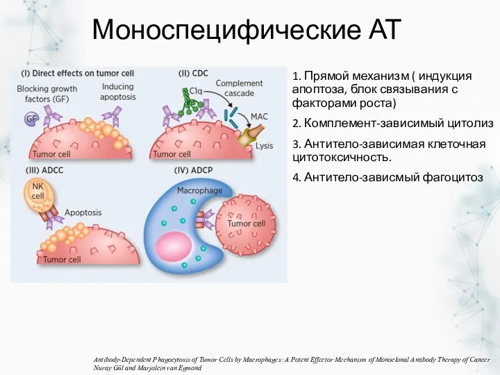 Моноспецифические АТ 1. Прямой механизм ( индукция апоптоза, блок связывания