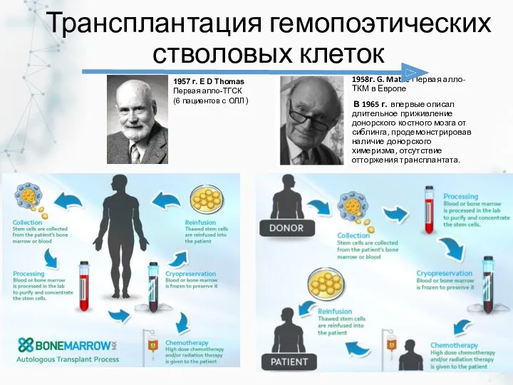 Трансплантация гемопоэтических стволовых клеток 1958г. G. Mathe Первая алло-ТКМ в