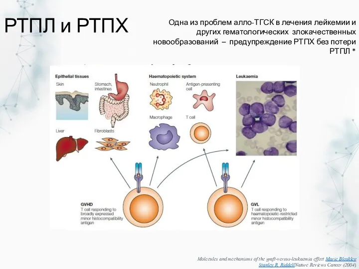 РТПЛ и РТПХ Одна из проблем алло-ТГСК в лечения лейкемии и других гематологических