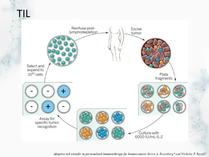 TIL Adoptive cell transfer as personalized immunotherapy for human cancer