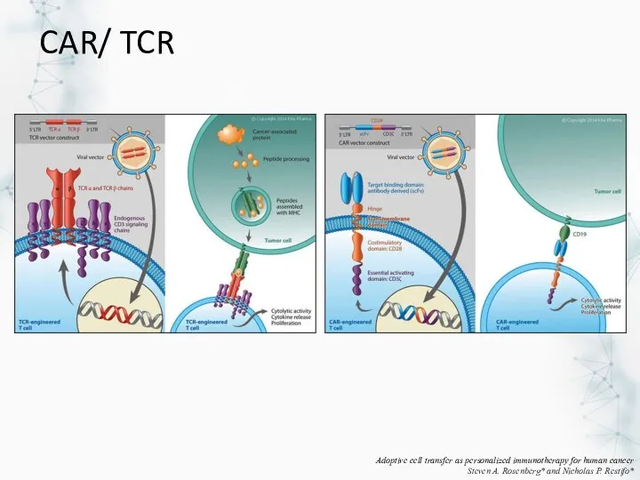 CAR/ TCR Adoptive cell transfer as personalized immunotherapy for human cancer Steven A.