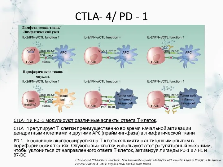 CTLA- 4/ PD - 1 CTLA- 4 и PD -1 модулируют различные аспекты
