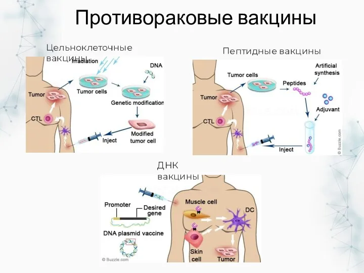 ДНК вакцины Пептидные вакцины Противораковые вакцины Цельноклеточные вакцины