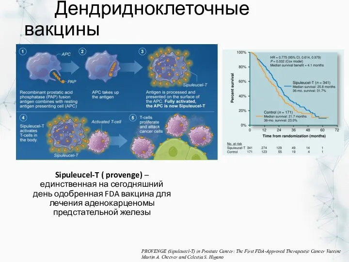 Дендридноклеточные вакцины Sipuleucel-T ( provenge) – единственная на сегодняшний день одобренная FDA вакцина