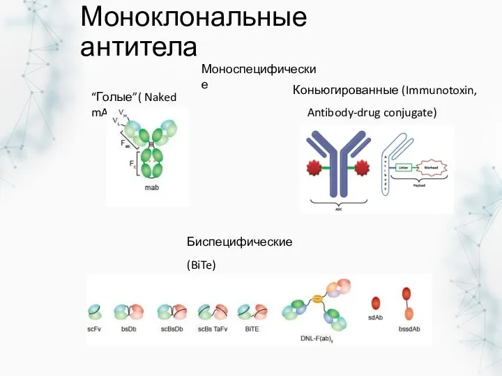 Моноклональные антитела Биспецифические (BiTe) Моноспецифические “Голые”( Naked mAb) Коньюгированные (Immunotoxin, Antibody-drug conjugate)
