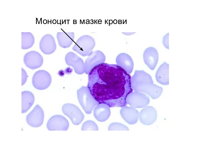 Моноцит в мазке крови