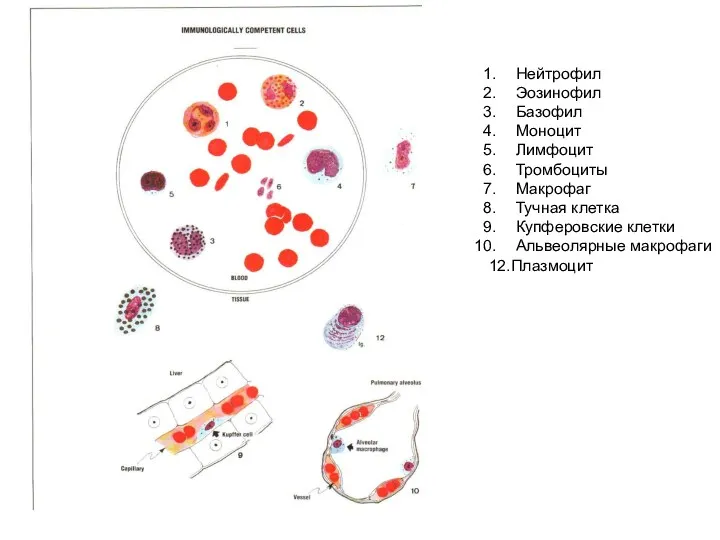 Нейтрофил Эозинофил Базофил Моноцит Лимфоцит Тромбоциты Макрофаг Тучная клетка Купферовские клетки Альвеолярные макрофаги 12.Плазмоцит
