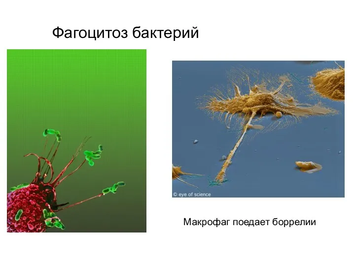 Фагоцитоз бактерий Макрофаг поедает боррелии