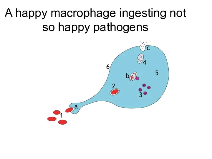 A happy macrophage ingesting not so happy pathogens