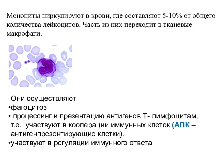 Моноциты циркулируют в крови, где составляют 5-10% от общего количества