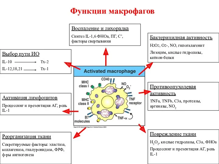 Воспаление и лихорадка Синтез IL-1,6 ФНОа, ПГ, С’, факторы свертывания