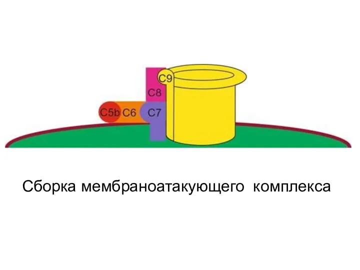 Сборка мембраноатакующего комплекса